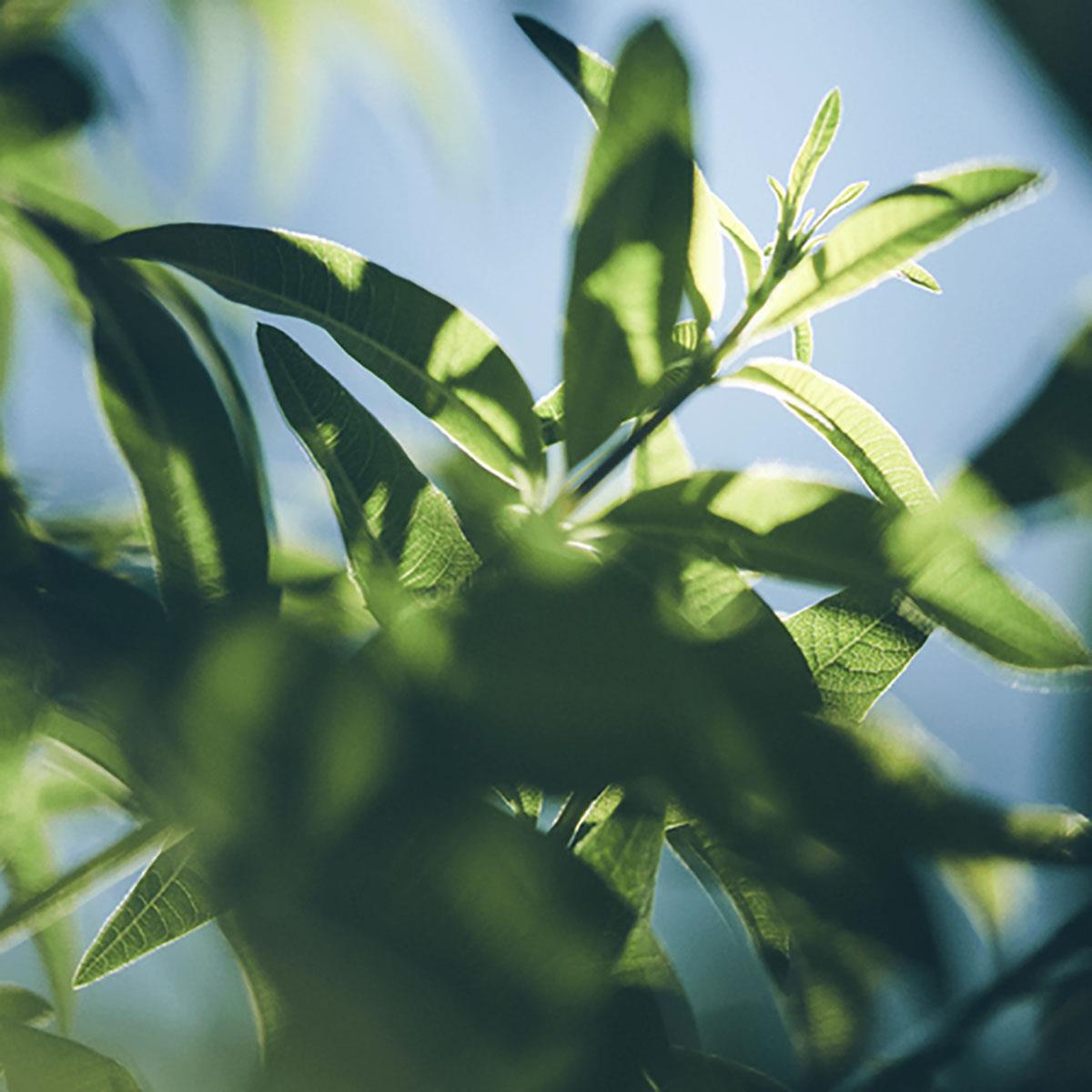 Verbena Eau de Toilette L'Occitane - Unisex Άρωμα - Δροσερό με βερβένα