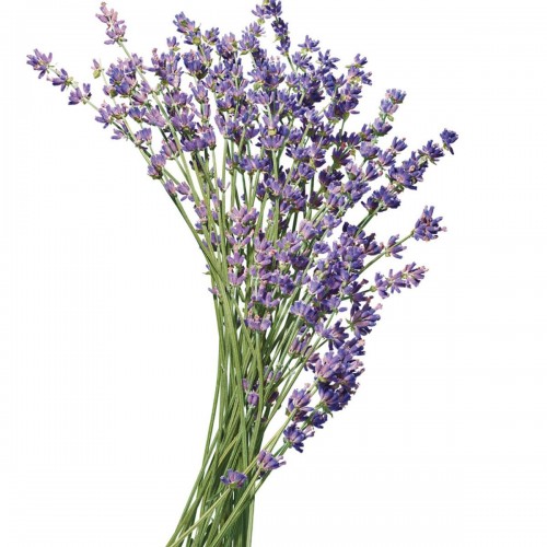 Paul Mitchell Lavender Mint Curl Refresh Foam 200ml - Αφρός για σγουρά μαλλιά - Ενυδατική φόρμουλα χωρίς αλκοόλ