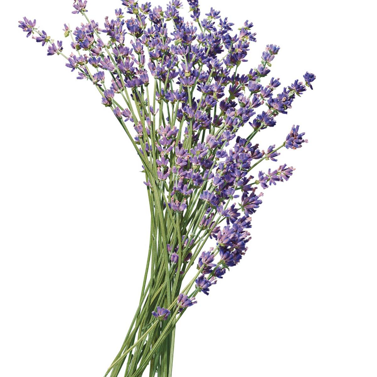 Tea Tree Defining Gel Paul Mitchell - Τζελ Styling - Λεβάντα Μέντα