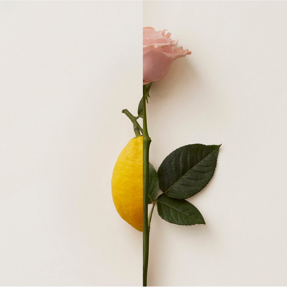 New Notes Rosa Limone 50ml Extrait De Parfum – άρωμα με τριαντάφυλλο και λεμόνι