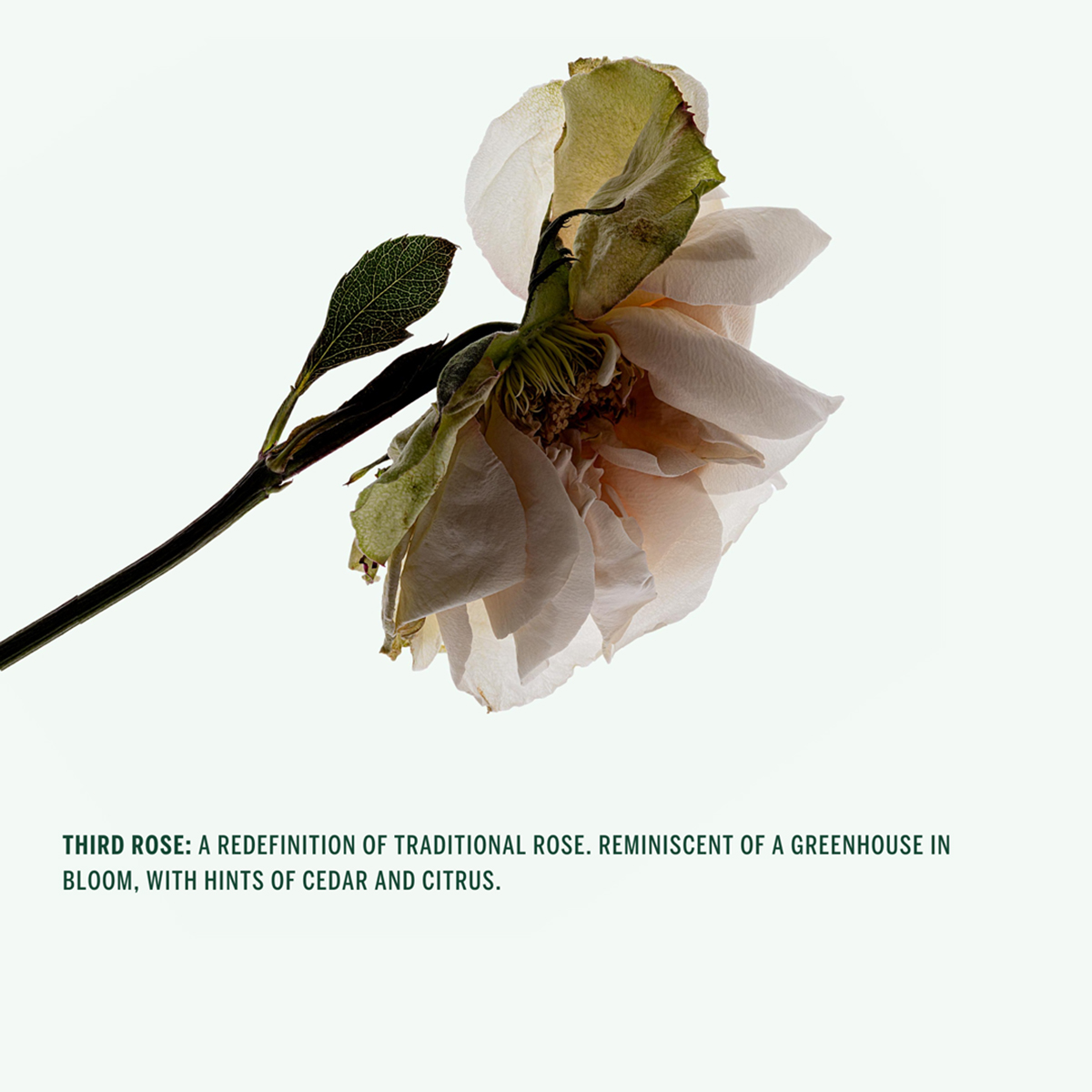 Corpus Third Rose Deodorant Spray 75ml - Φυσικό αποσμητικό με τριαντάφυλλο και πρεβιοτικά